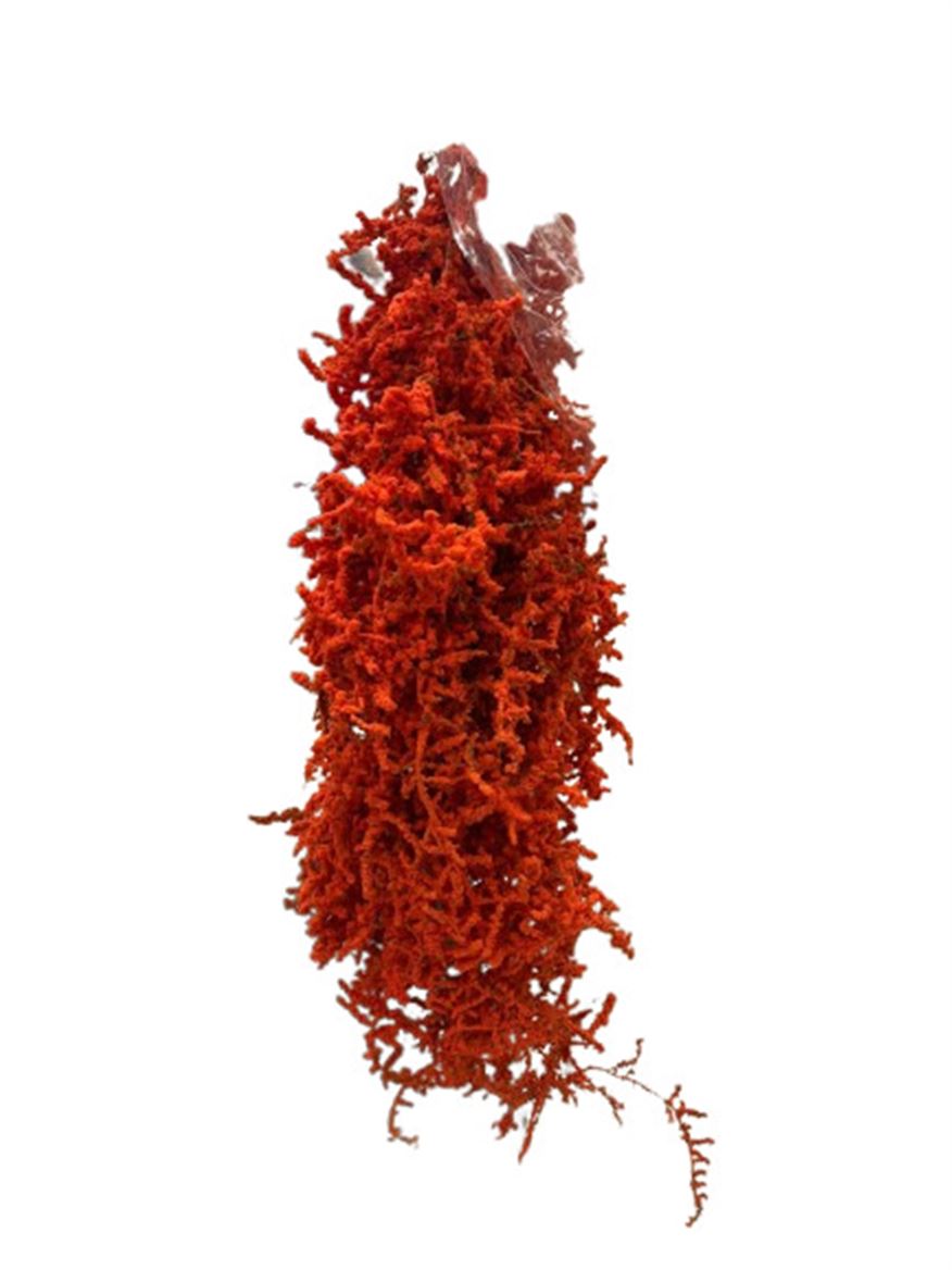 Fiori e Rami Secchi