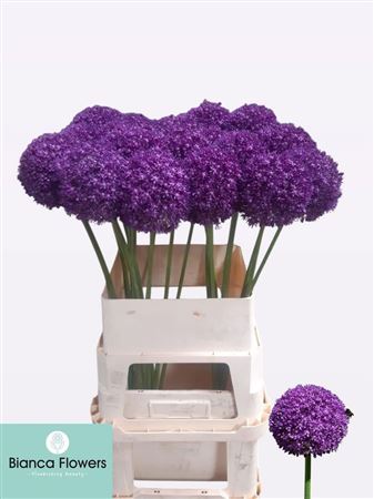 Allium Ambassador