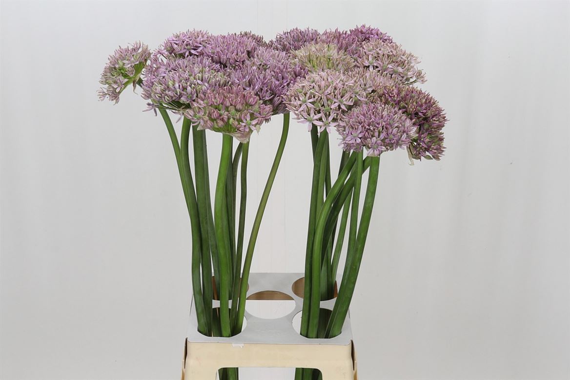 Allium Pink Jewel