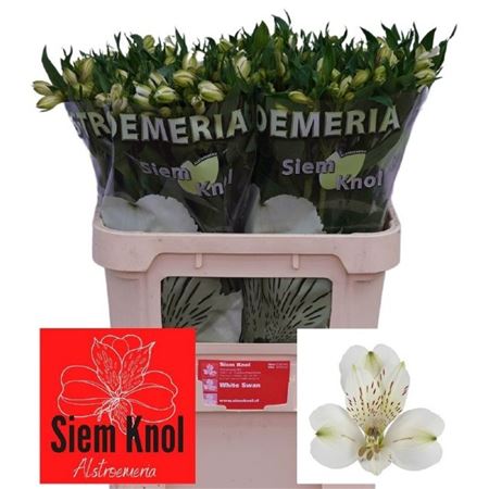 Alstroemeria White Swan