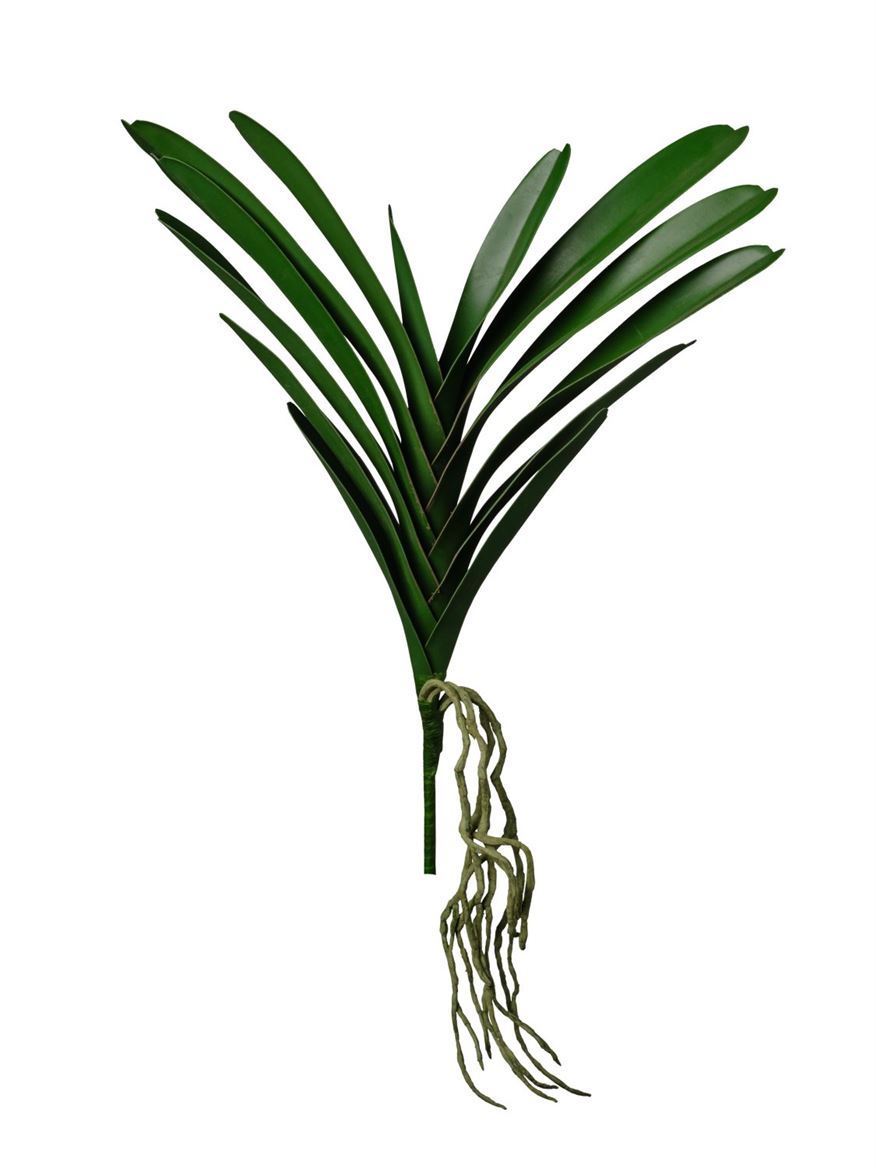 Art. Foglia Cymbidium Cm53 Green