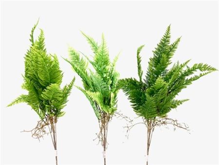 Art. Mazzo V Fern Bush 63cm