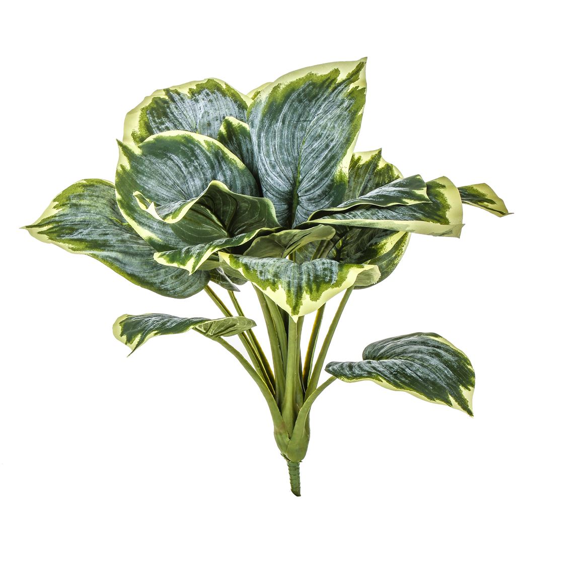 Art. Mazzo V Hosta X18 60cm - Variegated