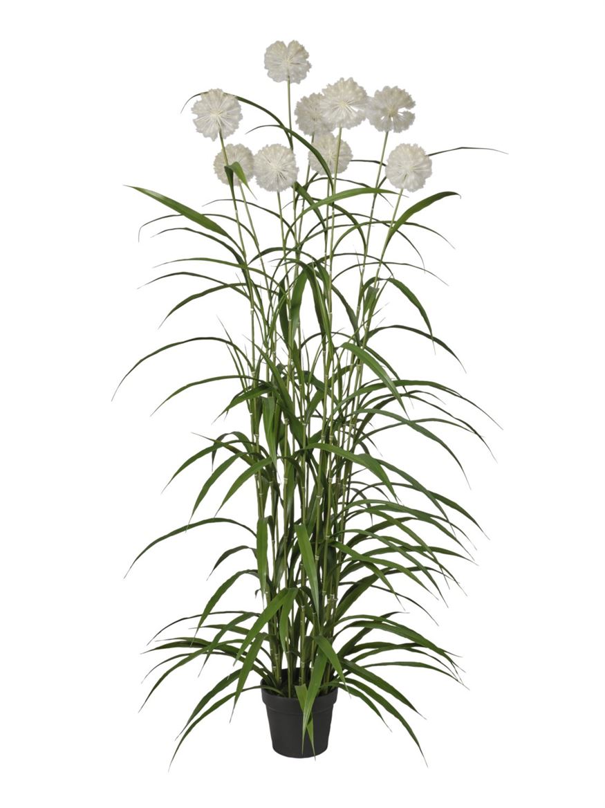 Art. Pianta Agapanthus X9 180cm - Cream