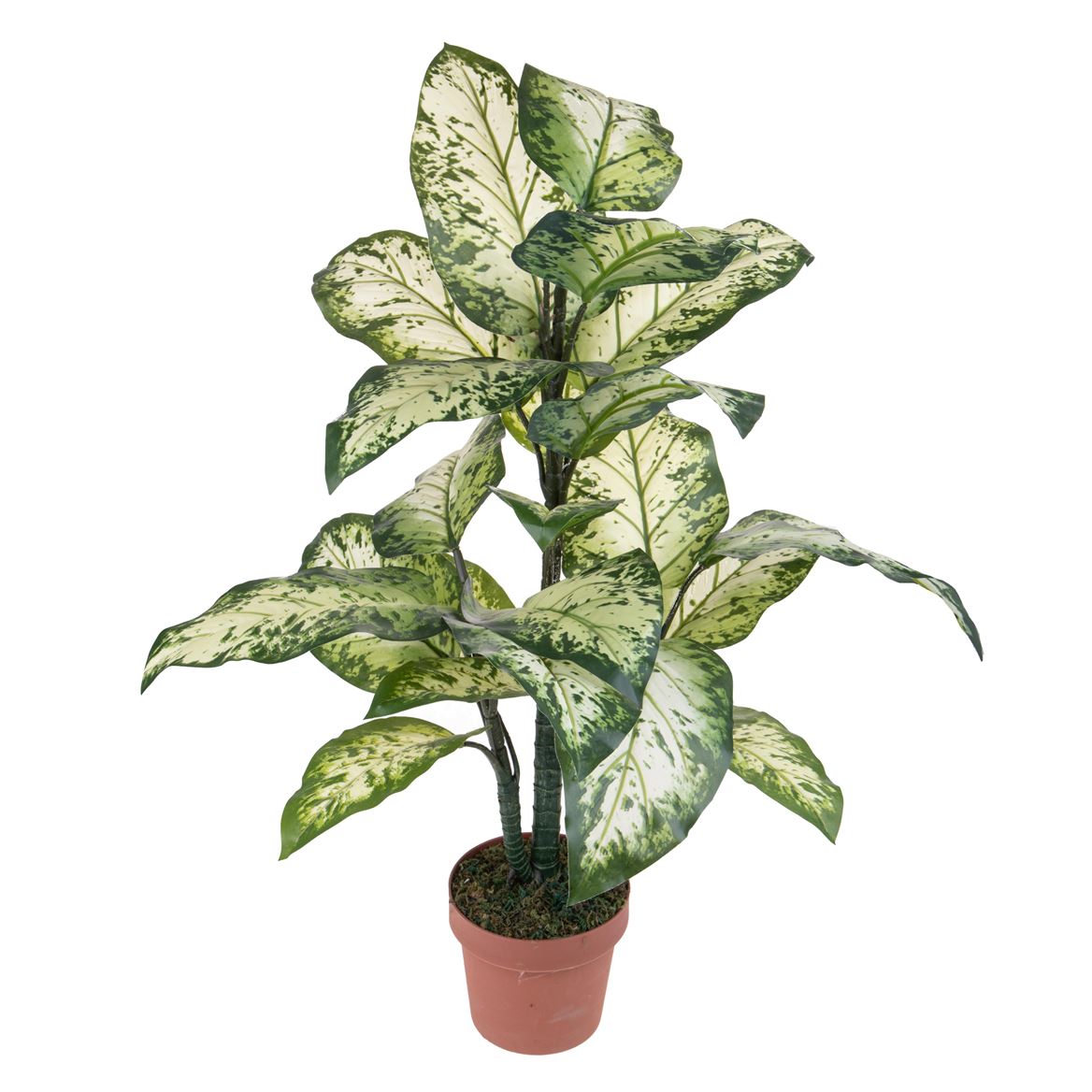 Art. Pianta Aglaonema 100cm In Vaso