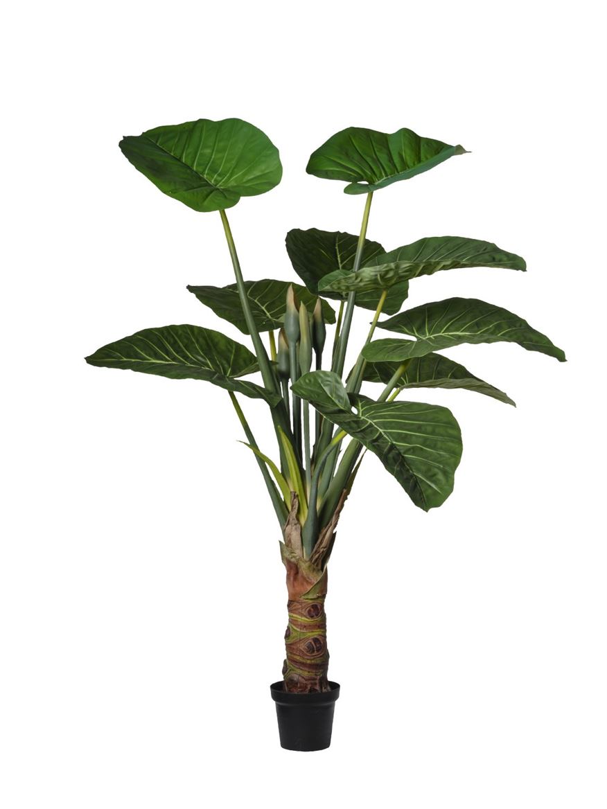 Art. Pianta Alocasia In Vaso 176cm