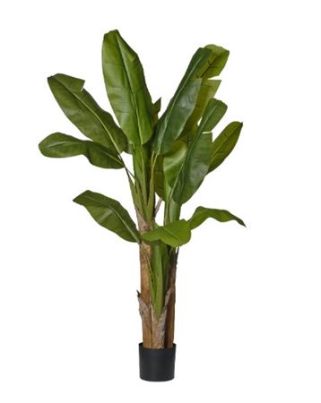 Art. Pianta Banano X3 In Vaso H.180cm