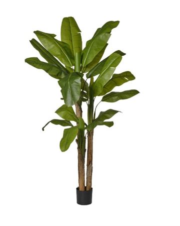 Art. Pianta Banano X3 In Vaso H.220cm