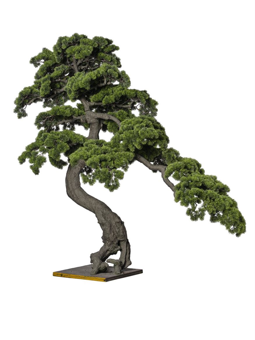 Art. Pianta Bonsai Pino 200x100x160cm Green