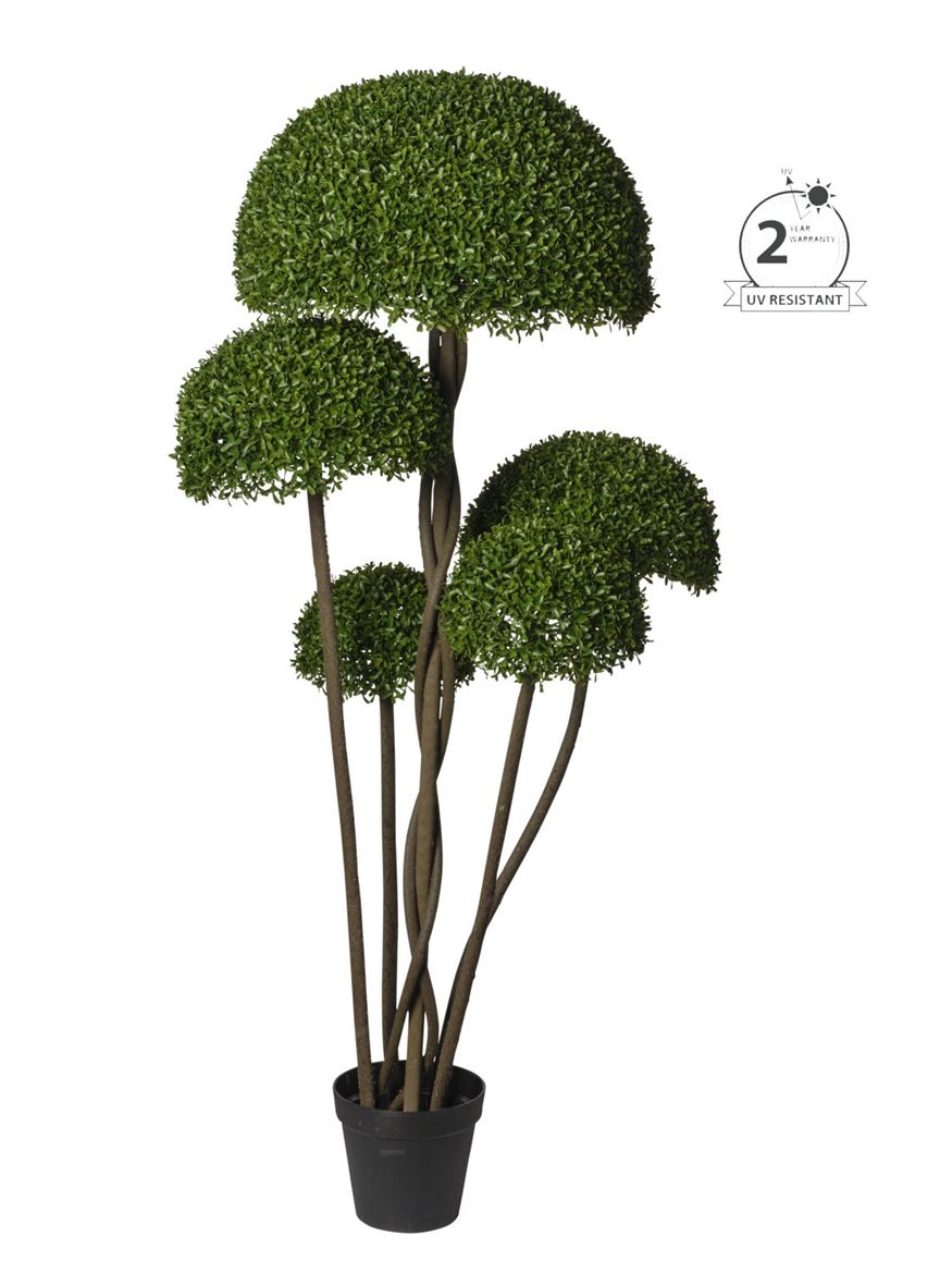Art. Pianta Bosso X5 H.150cm