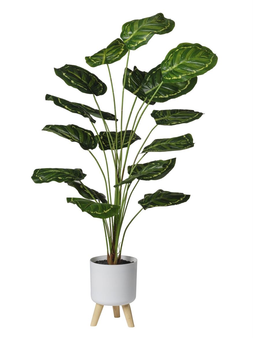 Art. Pianta Calathea 18 Foglie In Vaso 130cm