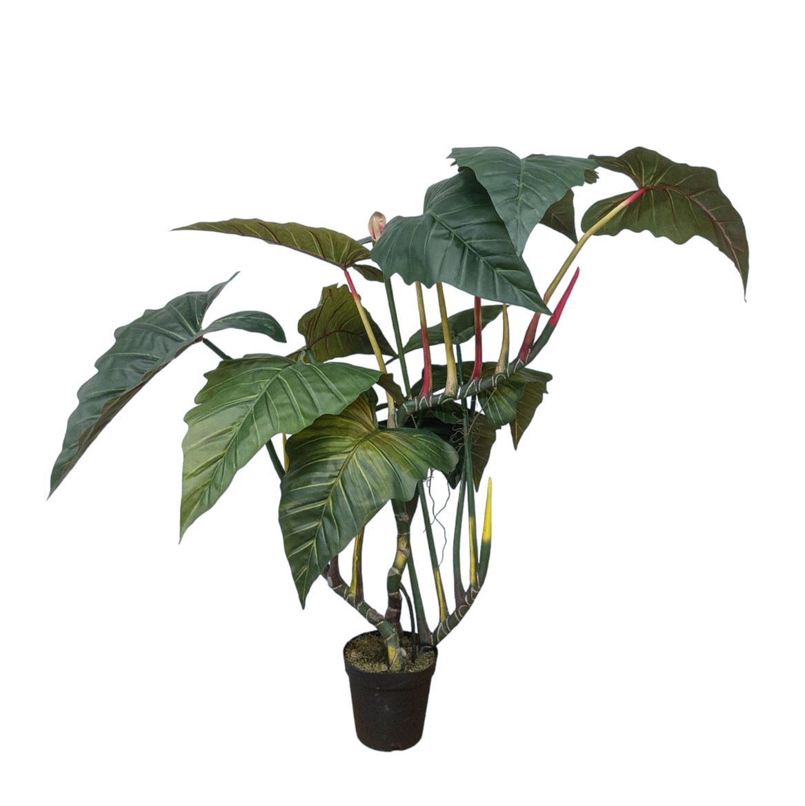Art. Pianta Colocasia Esculenta 170cm Con Vaso