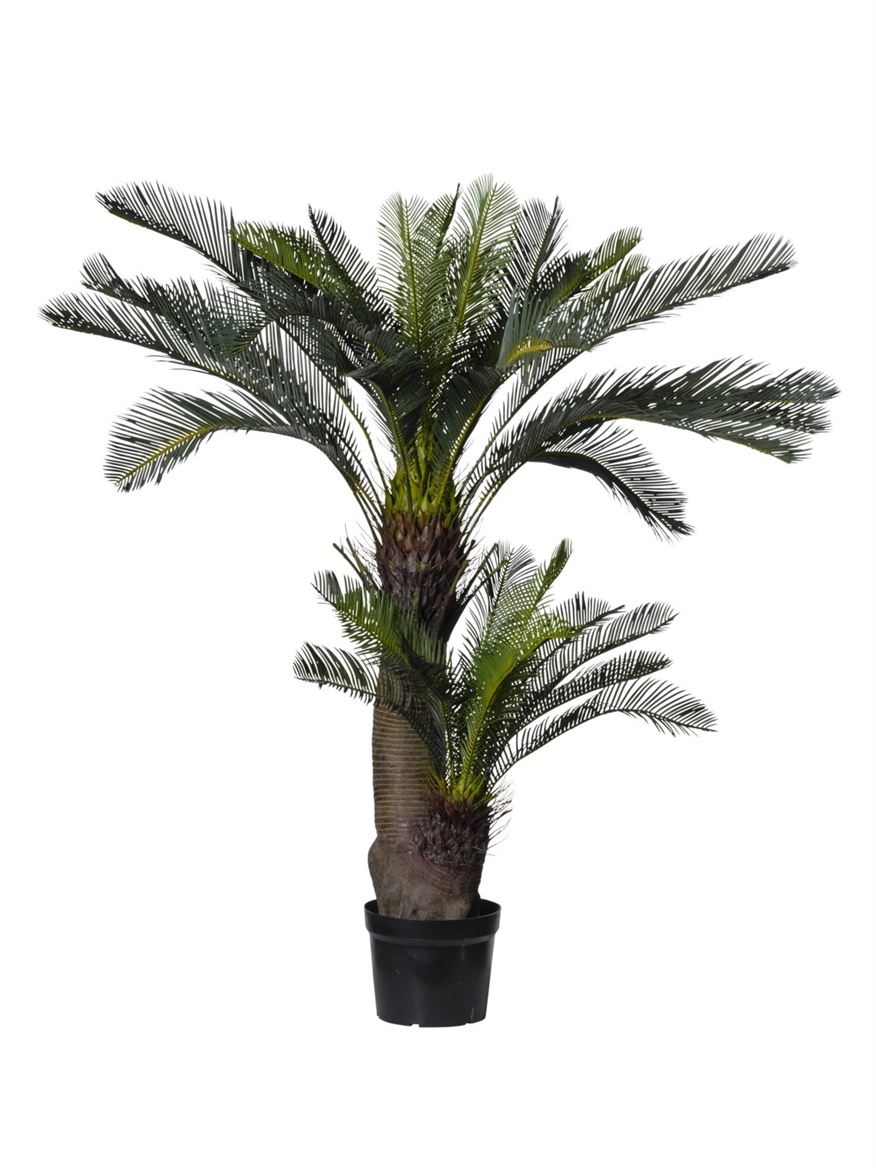 Art. Pianta Cycas X2 In Vaso 150cm