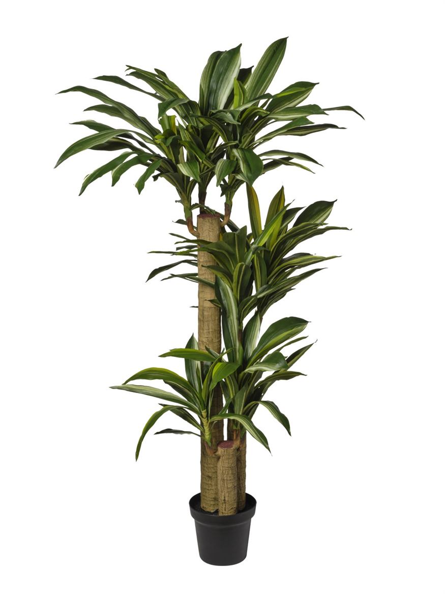 Art. Pianta Dracena In Vaso Cm155