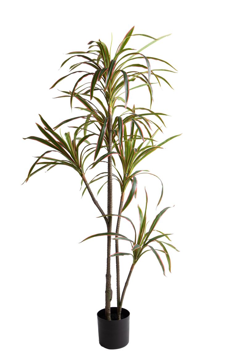 Art. Pianta Dracena Marginata 190cm Green Red Edge