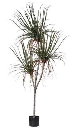 Art. Pianta Dracena X3 Cm195 -54foglie Red Green