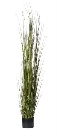 Art. Pianta Erba Cipollina 180cm In Vaso Yellow Gr