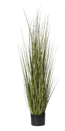 Art. Pianta Erba Cipollina Cm120 In Vaso Cream-yel