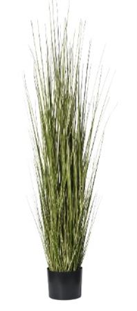 Art. Pianta Erba Cipollina Cm150 In Vaso Cream-yel