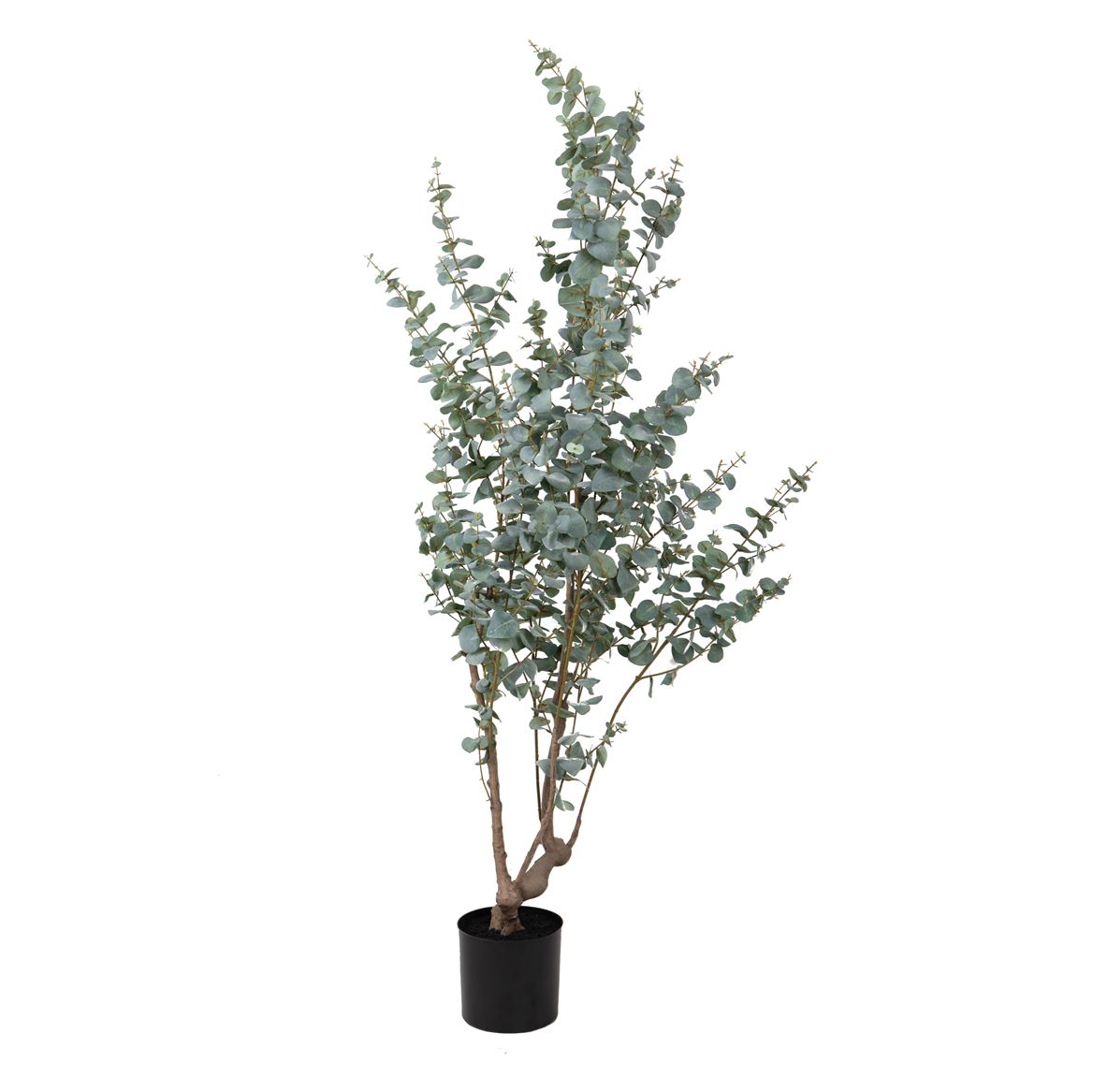 Art. Pianta Eucalyptus 180cm In Vaso - Green