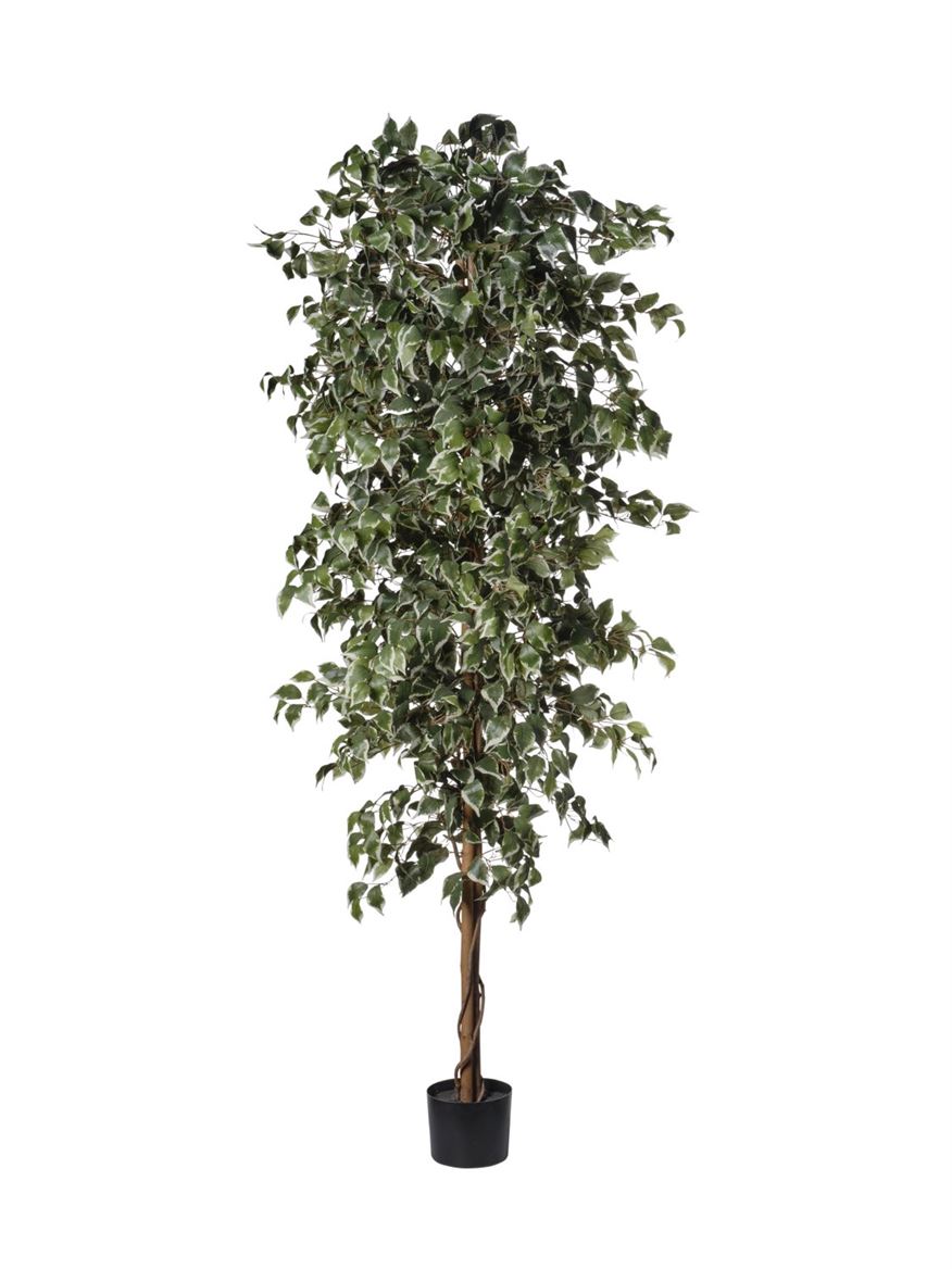 Art. Pianta Ficus 240cm 1890foglie - Variegated