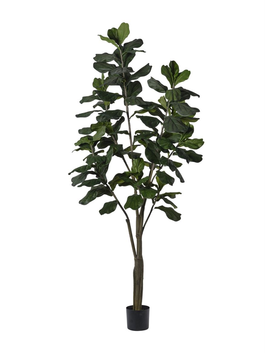 Art. Pianta Ficus Lyrata 240cm - Big Leaf