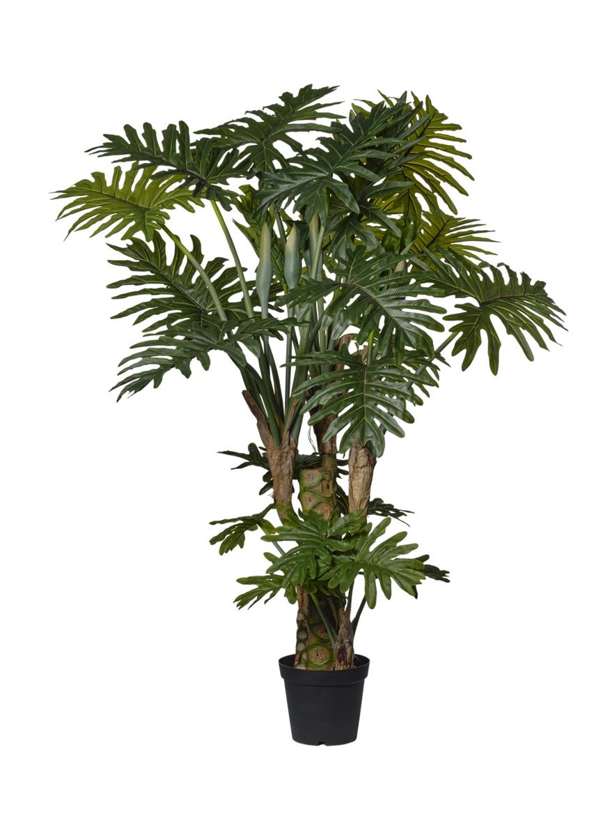 Art. Pianta Filodendro In Vaso 160cm