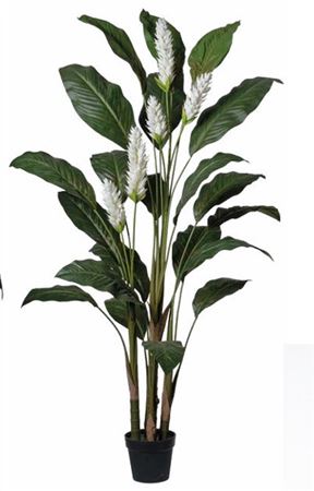 Art. Pianta Ginger Loto Cm170 White