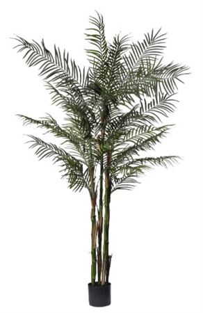 Art. Pianta Kenzia X6 C-1257fogli Cm180