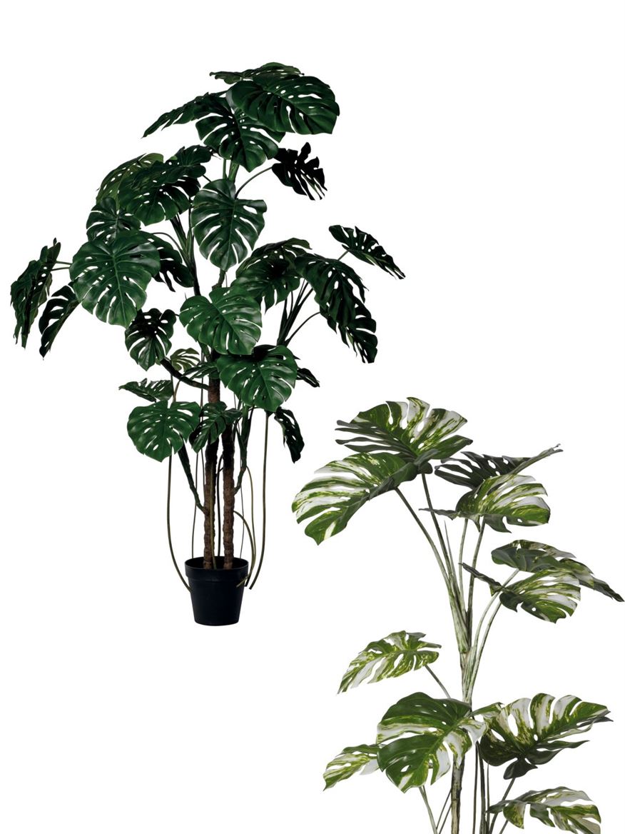 Art. Pianta Monstera Con Vaso 240cm - Variegated