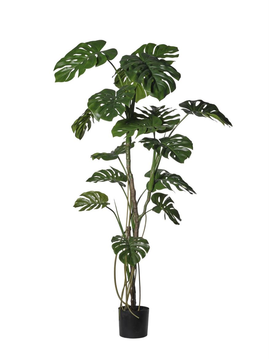 Art. Pianta Monstera In Vaso 180cm - Green