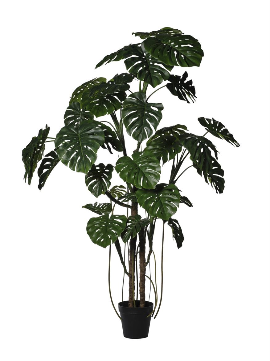 Art. Pianta Monstera In Vaso H.240cm Green