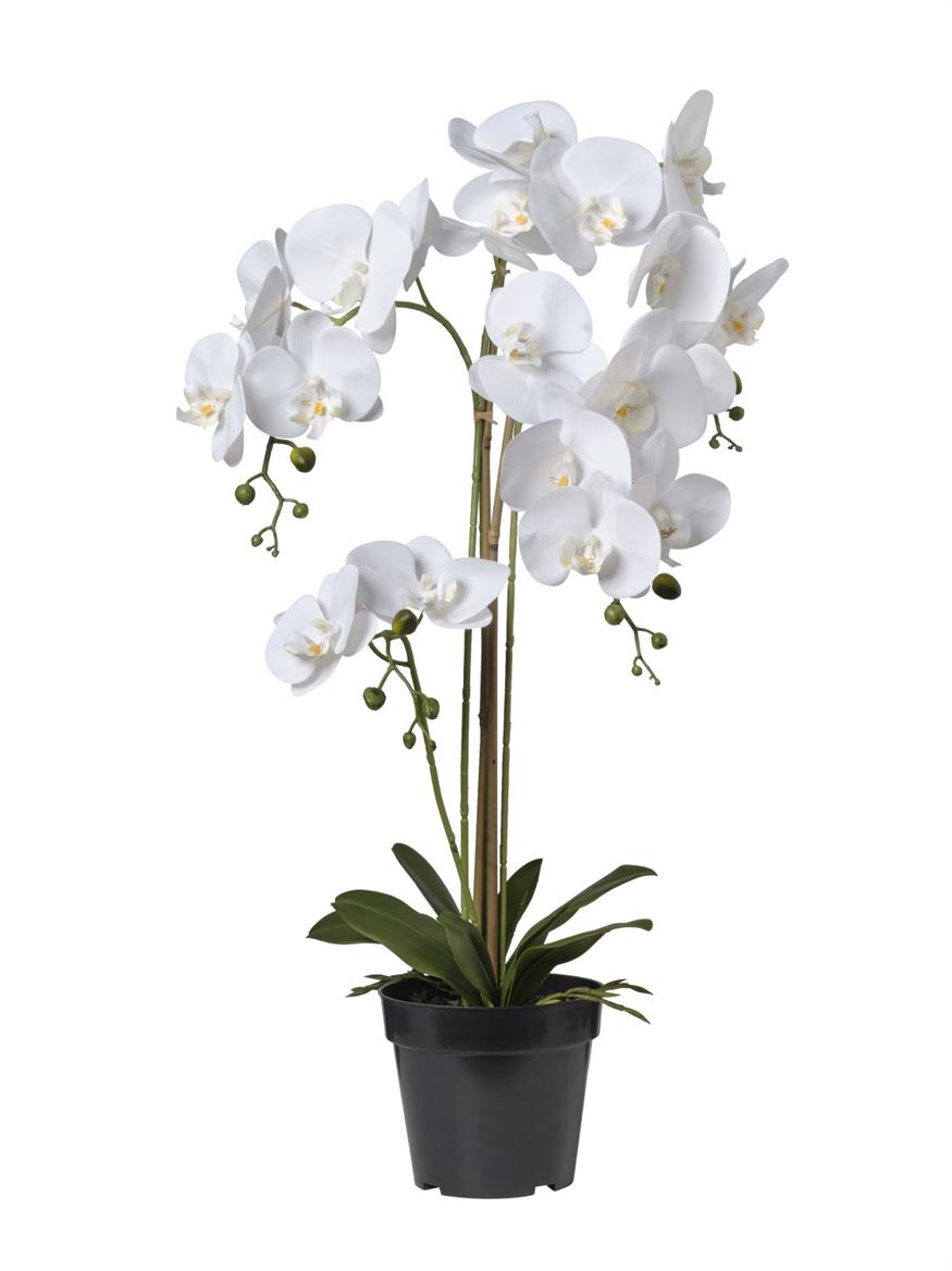 Art. Pianta Orchidea X4 36x36x81cm - White