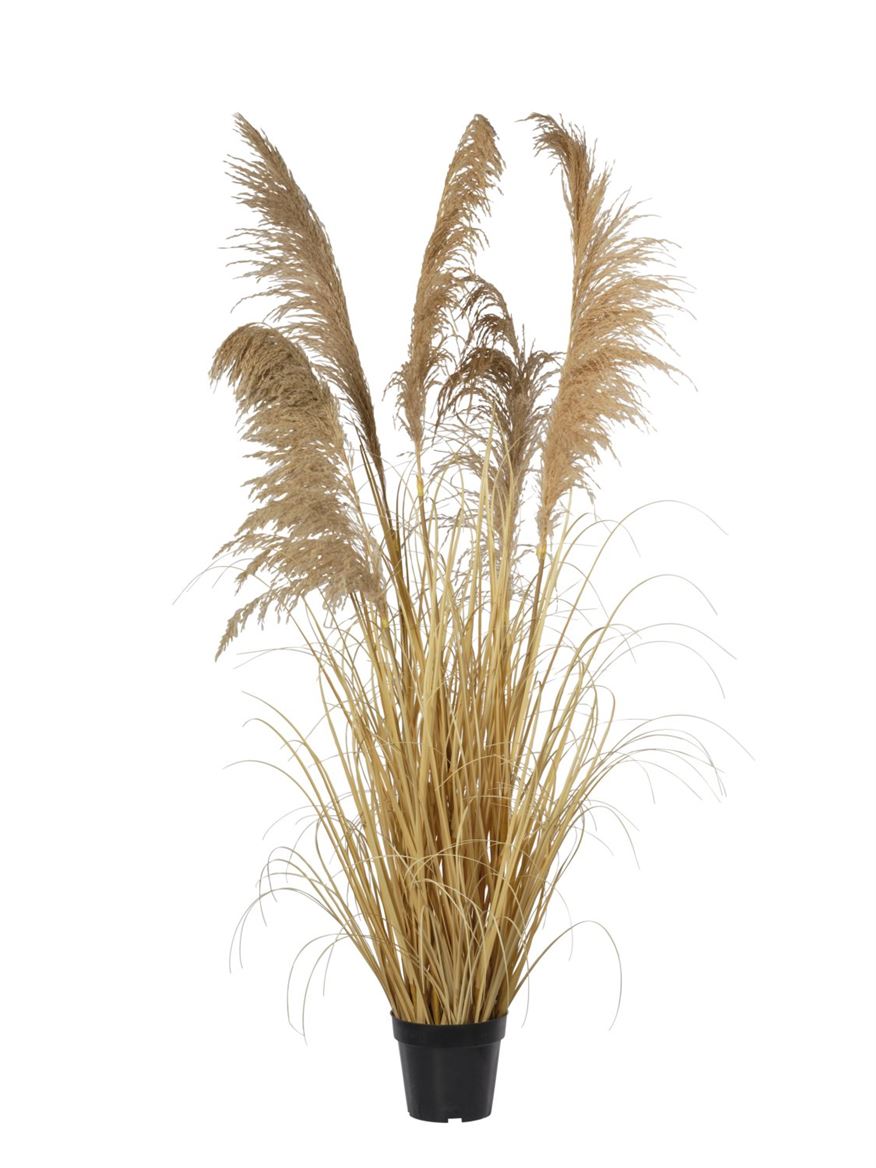 Art. Pianta Pampas X5 Cm155 - Beige Natural