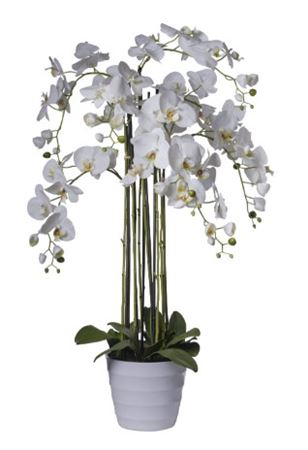 Art. Pianta Phaleonopsis X12 142cm - White