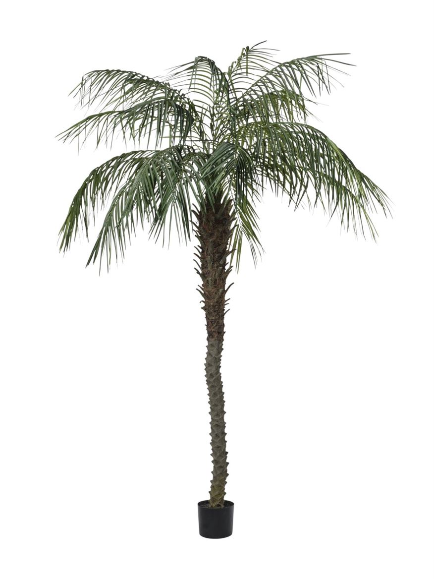 Art. Pianta Phoenix 210cm Con Vaso