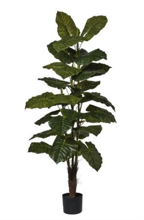 Art. Pianta Pothos X3 In Vaso H160cm