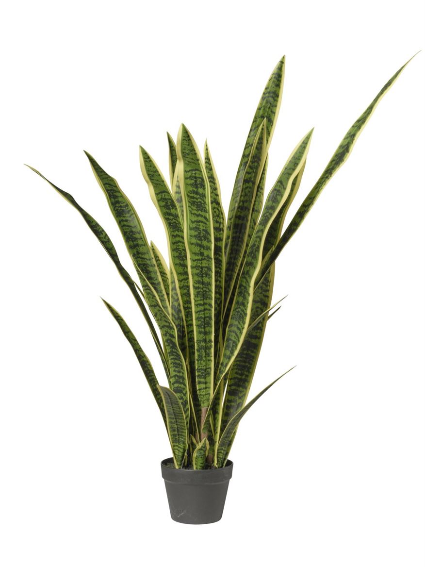 Art. Pianta Sanseveria In Vaso 124cm - Green Yell.