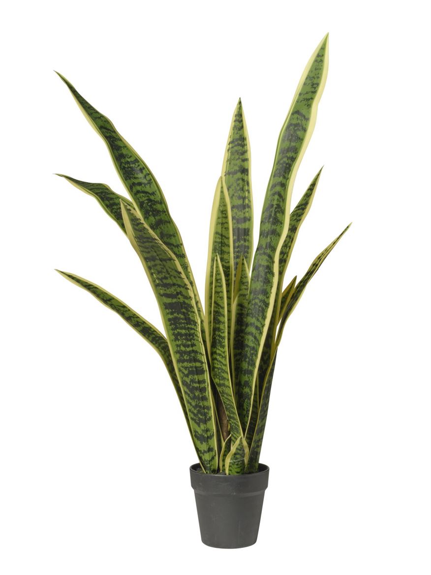 Art. Pianta Sanseveria In Vaso 91cm Green Yellow