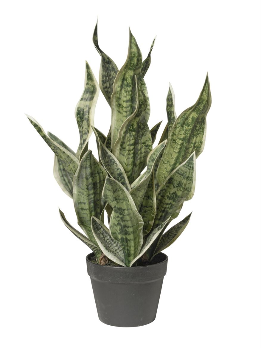 Art. Pianta Sanseveria In Vaso Cm 66 - Green