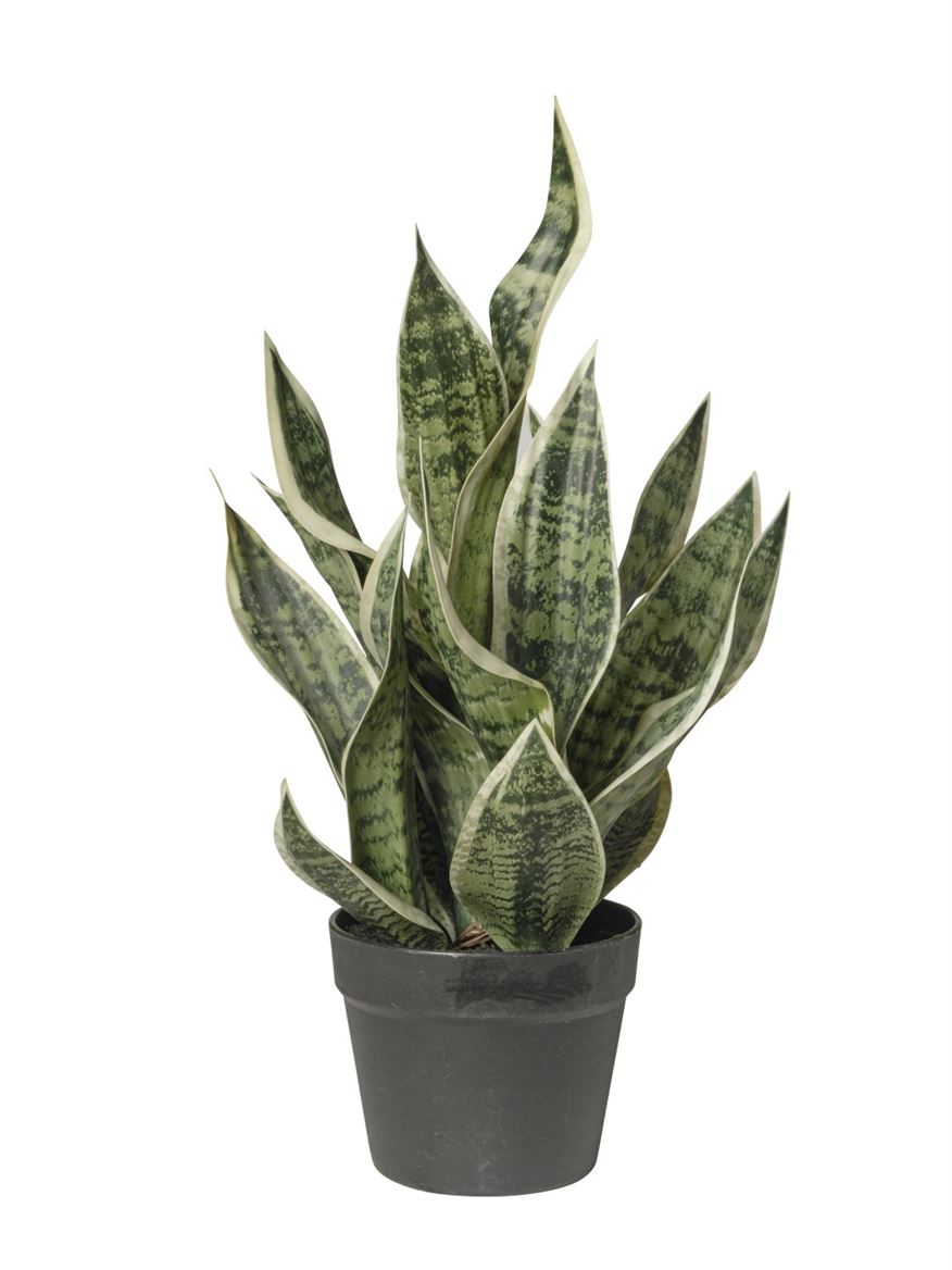 Art. Pianta Sanseveria In Vaso Cm51 - Green