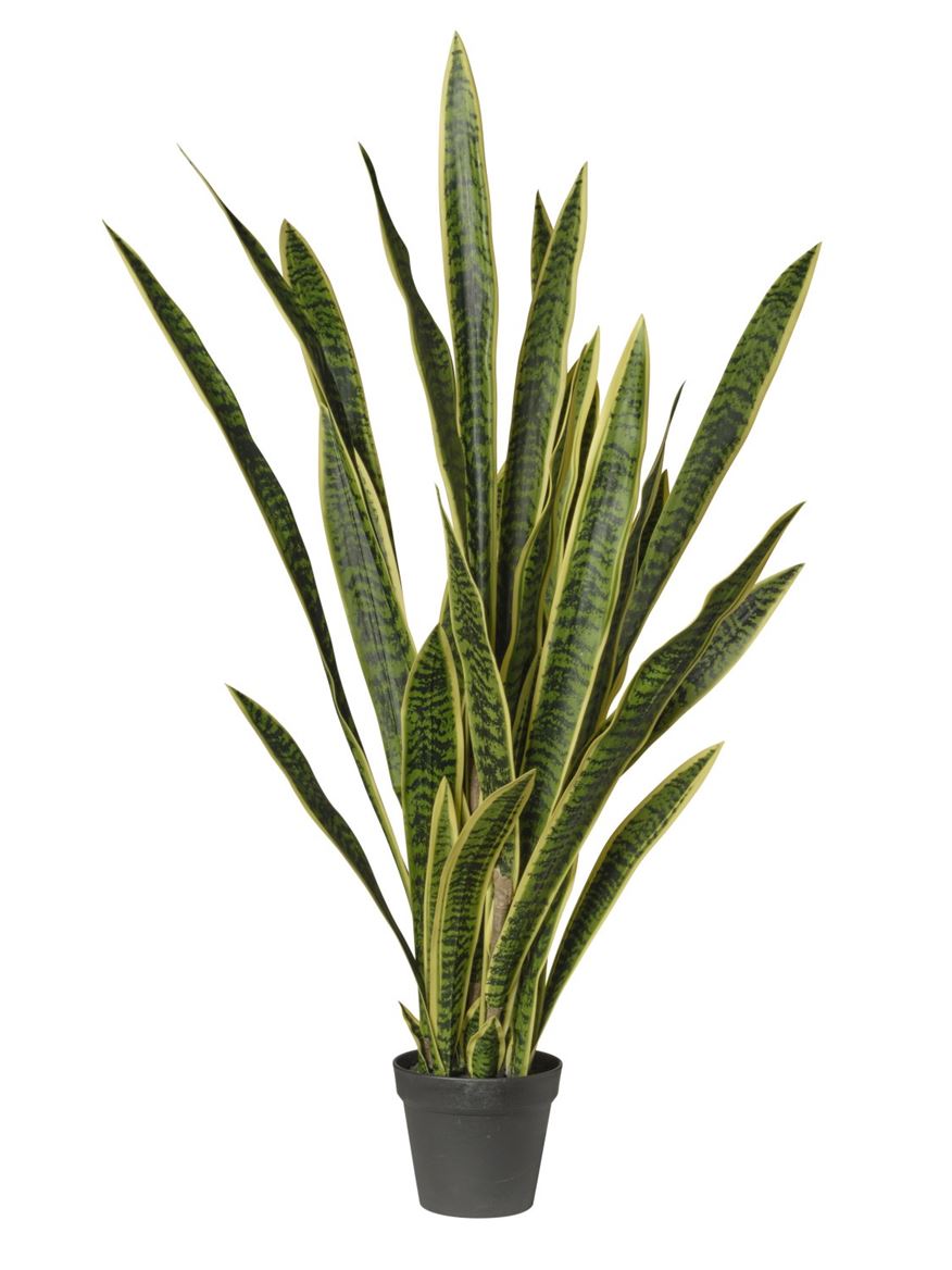 Art. Pianta Sanseveria In Vaso H.134cm Green Yel