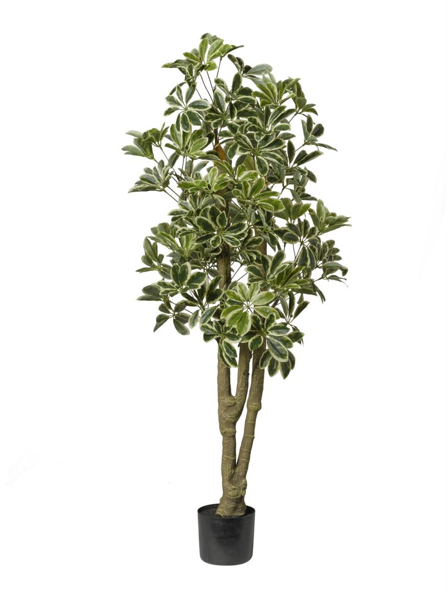 Art. Pianta Schefflera 150cm In Vaso - Varieg.