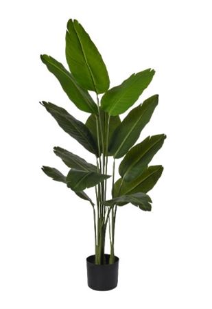 Art. Pianta Sterilitzia X4 H118cm