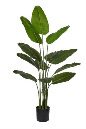 Art. Pianta Sterilitzia X5 H150cm