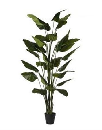 Art. Pianta Strelizia H.300cm