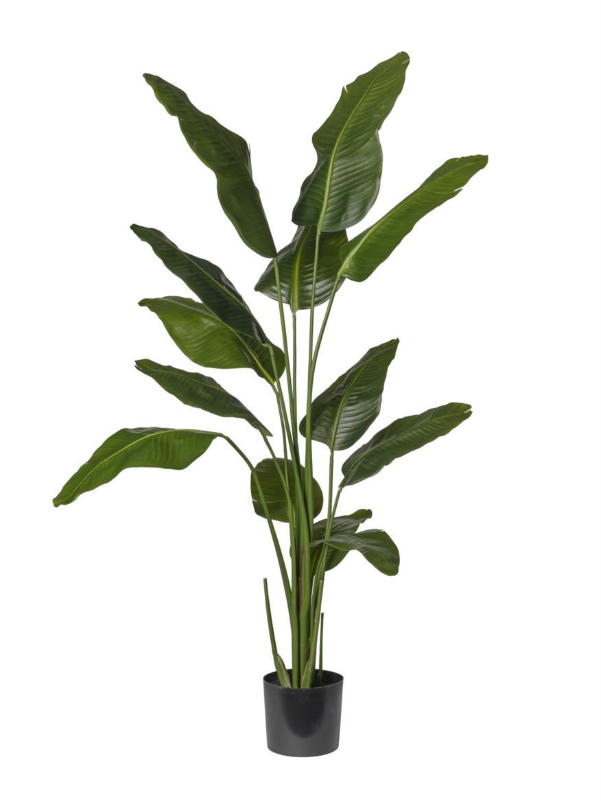 Art. Pianta Strelizia In Vaso H.180cm Green