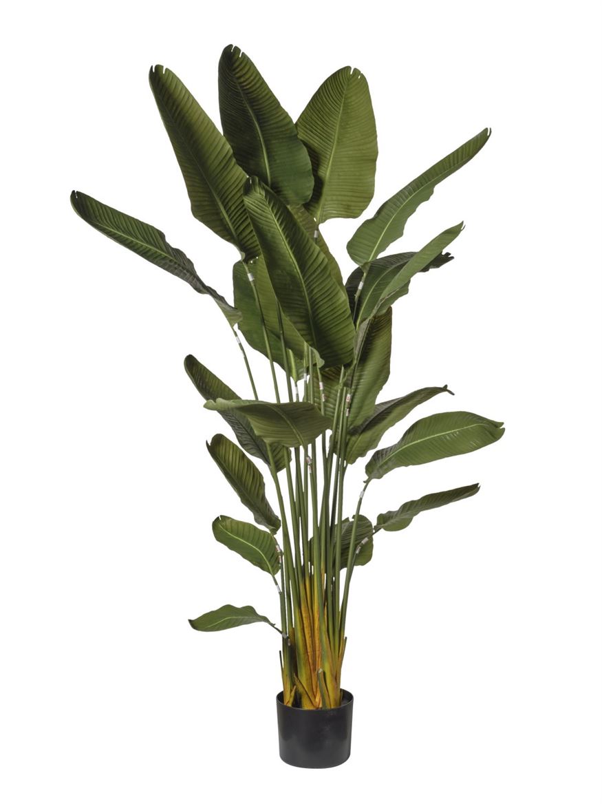 Art. Pianta Strelizia In Vaso H.220cm Green
