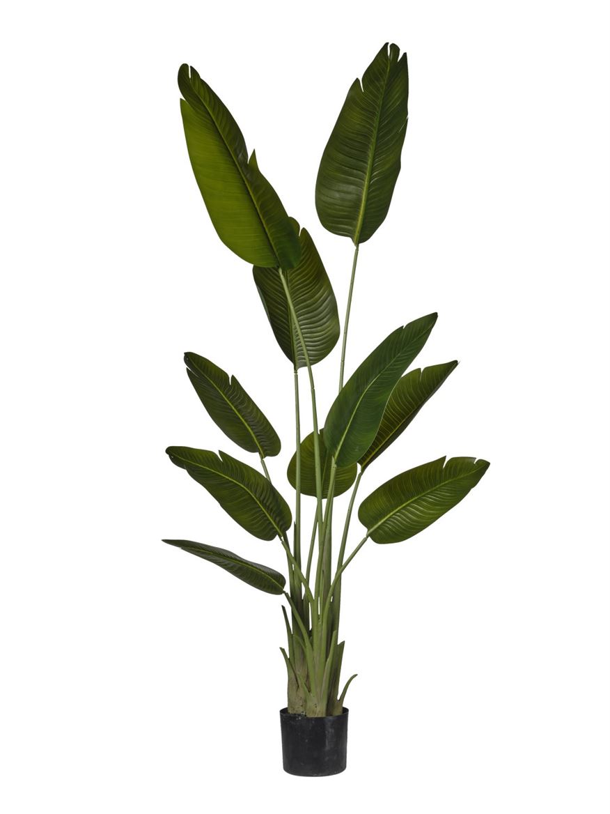 Art. Pianta Strelizia X3 In Vaso H.180cm Green