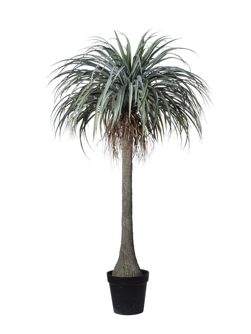 Art. Pianta Yucca In Vaso 165cm